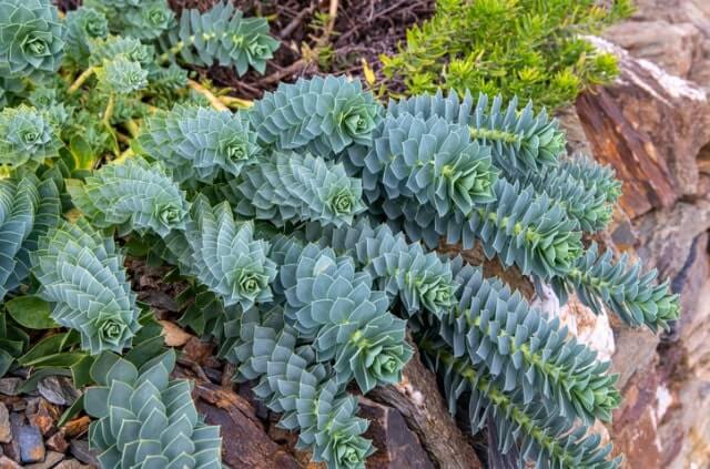 Euphorbia richtig schneiden