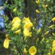 Forsythienhecke anlegen