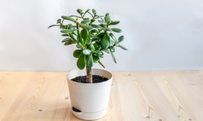 Geldbaum als Zimmerpflanze kultivieren