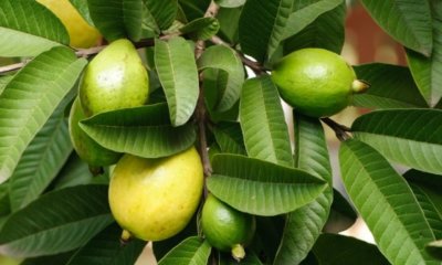 Guave Pflege