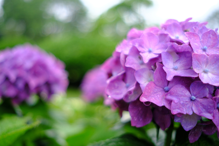 Hortensie lila färben