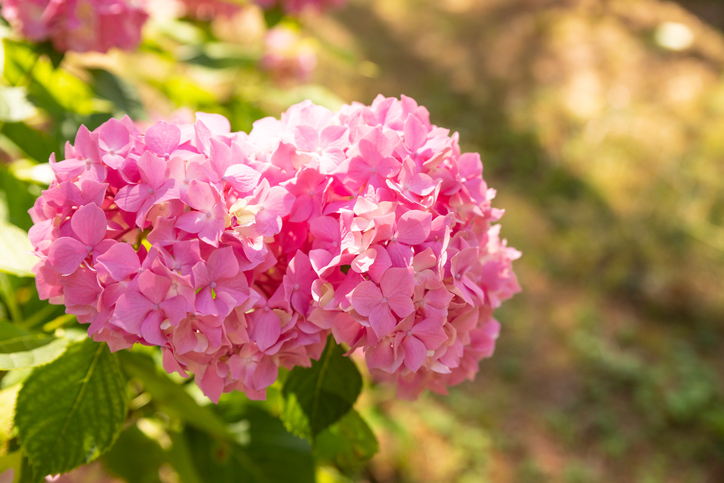 Hortensie wieder rosa färben