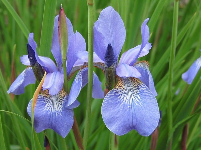 Iris im Herbst umpflanzen