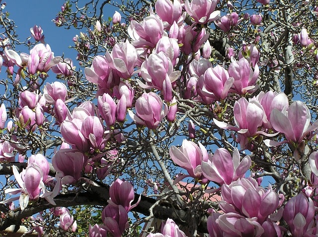 Magnolie als Hecke erziehen