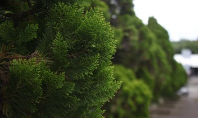 Muschelzypresse als Bonsai erziehen