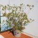 Oleander auf dem Balkon pflanzen