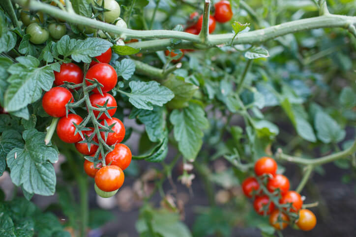 ᐅ Robuste &amp; resistente Tomatensorten - fürs Freiland auswählen