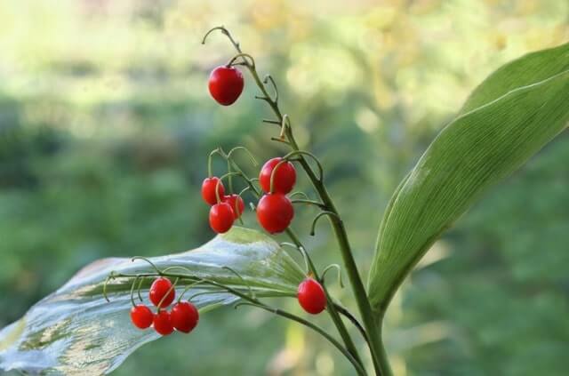 Sind Maiglöckchen Beeren giftig oder essbar