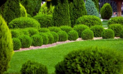 Thuja und Zypresse - wo liegt der Unterschied