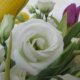 Tulpen und Rosen zusammen pflanzen - eine gute Kombination