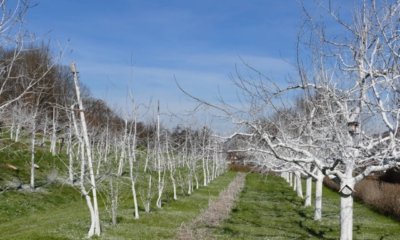 Bäume mit Kalkfarbe streichen weniger Schäden, mehr Obst