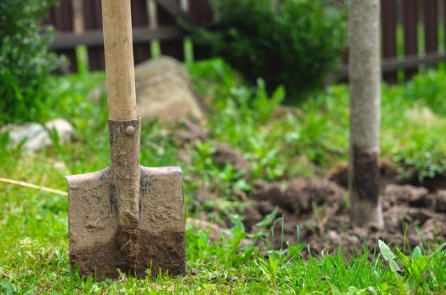 Baum ausgraben - Tipps und Anleitung