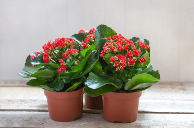 Kalanchoe richtig vermehren