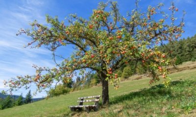 Obstbaumpflege im Frühjahr und Herbst