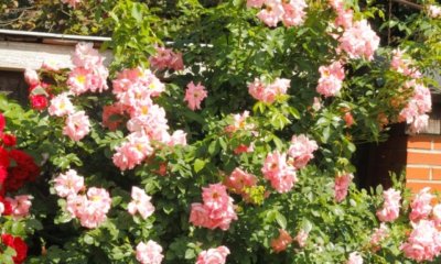 Ramblerrosen schneiden - eine Anleitung