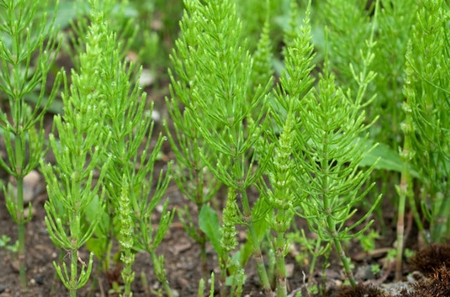 Schachtelhalm im Garten richtig pflegen