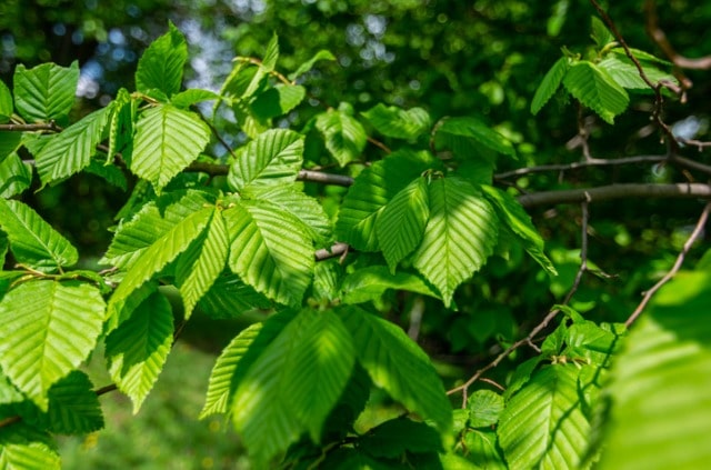 Blatt und Frucht der Hainbuche