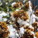 Hortensie nach Frost retten