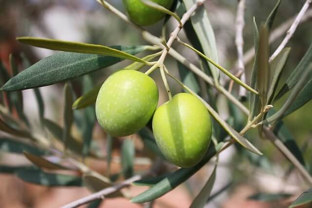 Olivenbaum Samen zum Keimen bringen