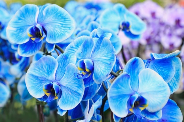 Orchideen selber färben - Tipps und Tricks