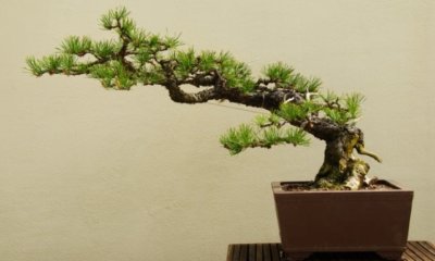 Fichte als Bonsai ziehen und pflegen