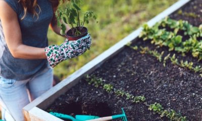 Hochbeet im Frühling anlegen und vorbereiten