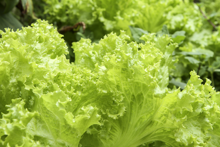 Schnitt- und Pflücksalat im Vergleich