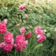 Schöne Rambler-Rosensorten für den Garten