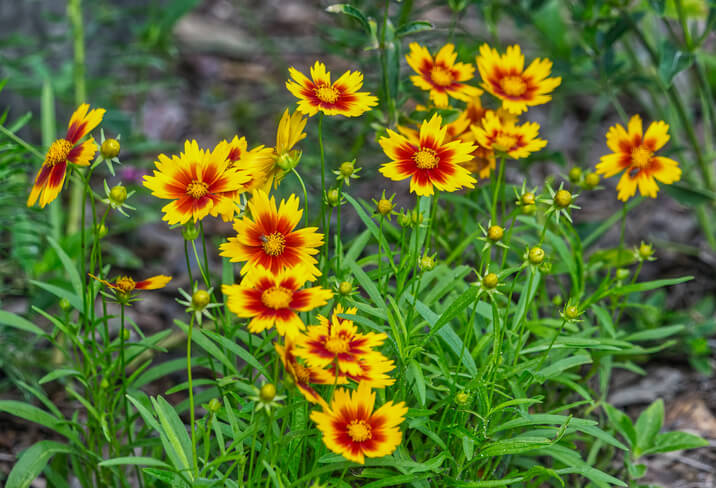 Verwelkte Blüten entfernen