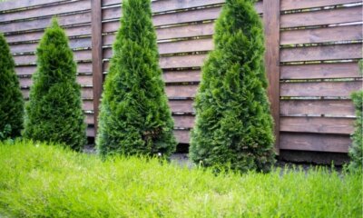 Thuja Smaragd Pflege