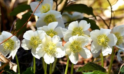 Christrose schneiden - Zeitpunkt und Anleitung