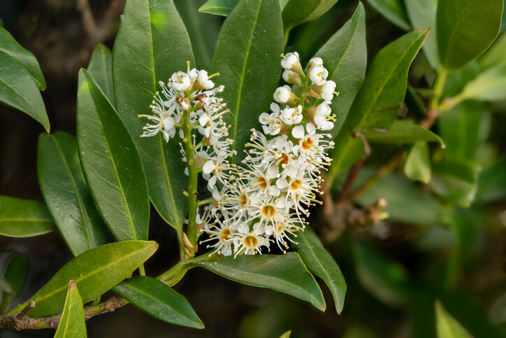 Die Blüten des Kirschlorbeers