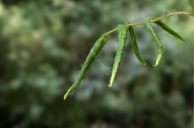 Die Rosenblattrollwespe effektiv bekämpfen