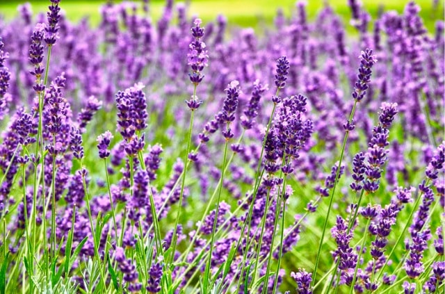 Die beliebtesten Lavendelsorten