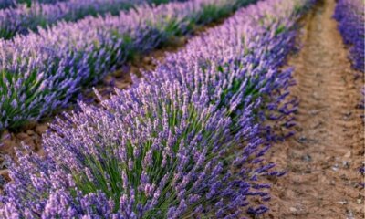 Lavendel düngen - wie viel und womit