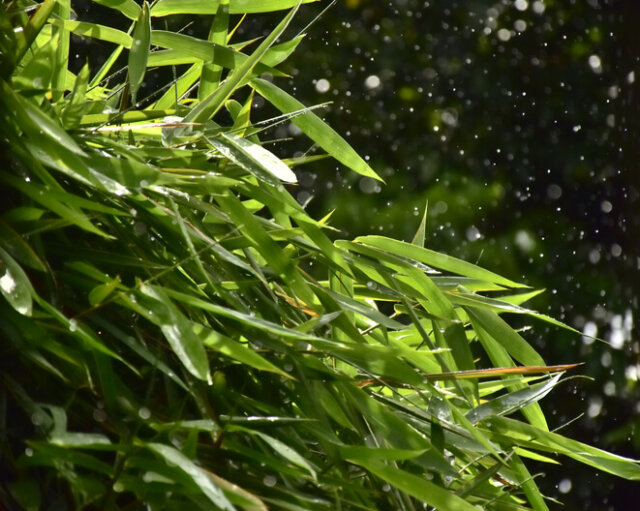 Bambus - wie viel Wasser braucht er