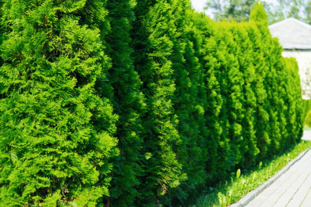 Das Thuja Brabant Wachstum beschleunigen