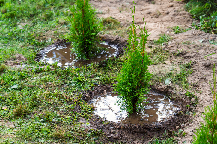 Der Wasserbedarf der Thuja Smaragd