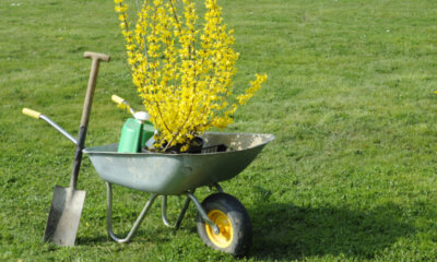 Forsythien - die beste Pflanzzeit