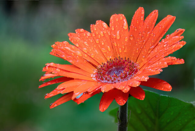 Gerbera - so gießen Sie die Pflanze richtig!