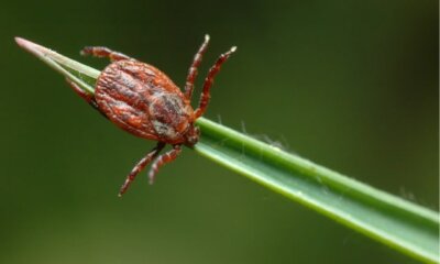 Grasmilben - Bekämpfung der Insekten mit Hausmitteln