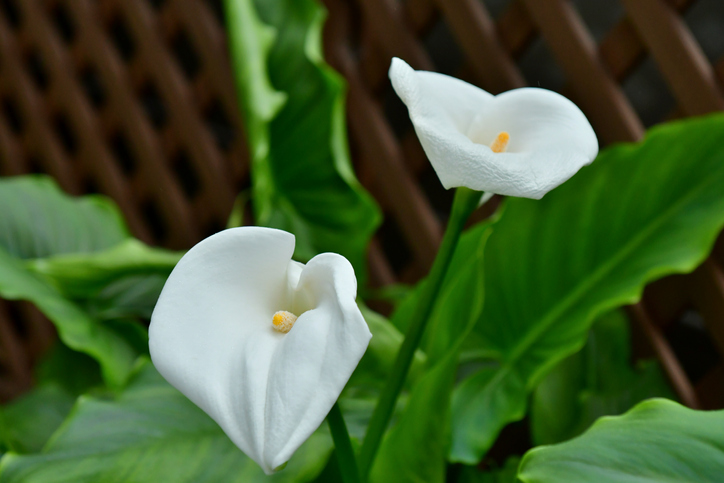 Hautreizungen durch Kontakt mit der Calla