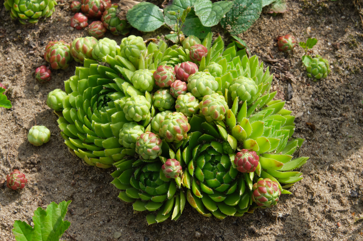 Ideale Standorte im heimischen Garten