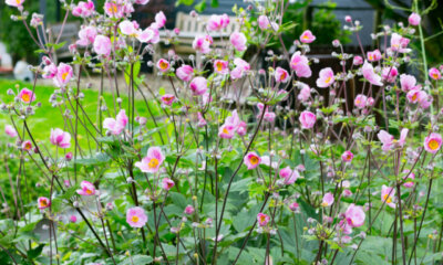 Sind Herbst-Anemonen giftig für Menschen und Tiere