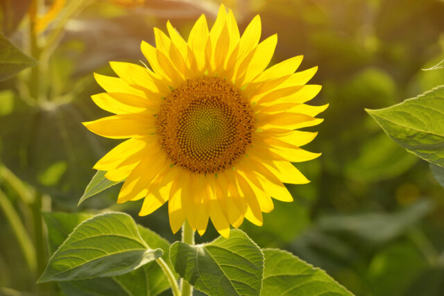 Sonnenblumen - der beste Standort