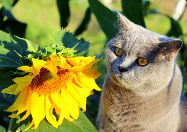 Sonnenblumen - sind sie giftig für Tiere
