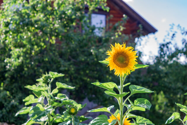 Sonnenblumen – schnelles Wachstum
