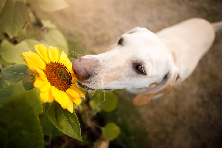 Sonnenblumenkerne für Hunde