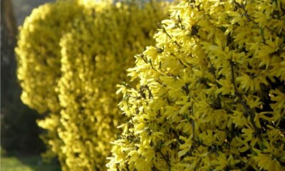 Umpflanzen von Forsythien - so machen Sie es richtig!