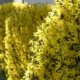 Umpflanzen von Forsythien - so machen Sie es richtig!